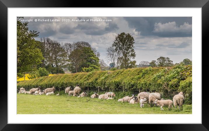 Ewe Hedge Framed Mounted Print by Richard Laidler