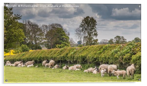 Ewe Hedge Acrylic by Richard Laidler