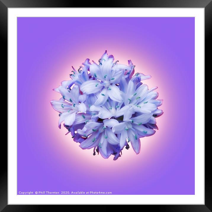 Isolated lilac bluebell on a violet background. Framed Mounted Print by Phill Thornton