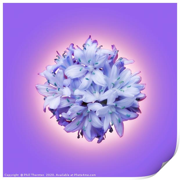 Isolated lilac bluebell on a violet background. Print by Phill Thornton