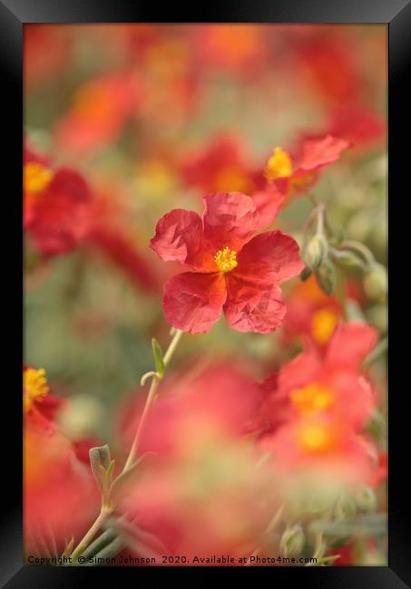 Helianthemum ( Red Dagon) alpine plant Framed Print by Simon Johnson