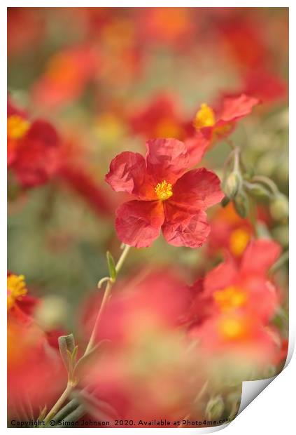 Helianthemum ( Red Dagon) alpine plant Print by Simon Johnson