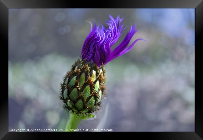 Mountain Knapweed Framed Print by Alison Chambers