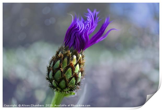 Mountain Knapweed Print by Alison Chambers