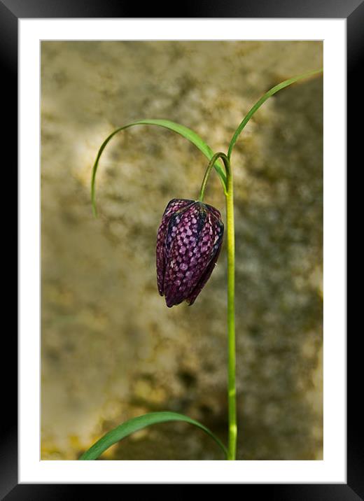 Fritillaria Framed Mounted Print by Jacqi Elmslie
