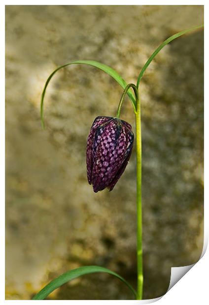 Fritillaria Print by Jacqi Elmslie