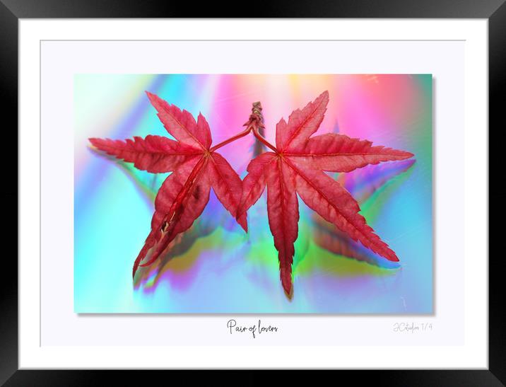 Pair of lovers... Framed Mounted Print by JC studios LRPS ARPS
