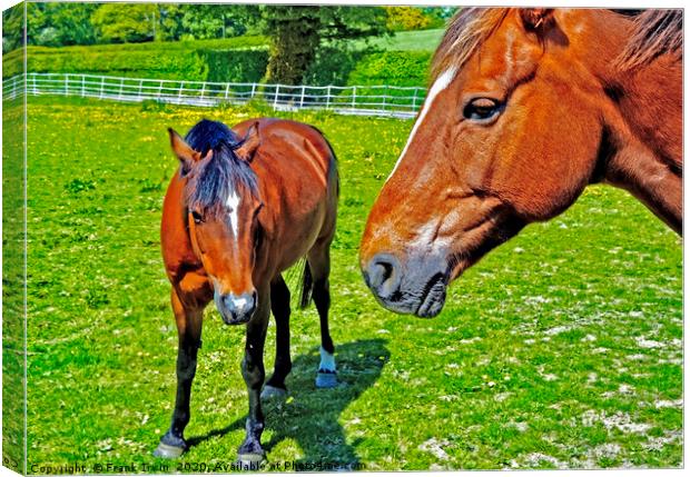 Mother and foal Canvas Print by Frank Irwin