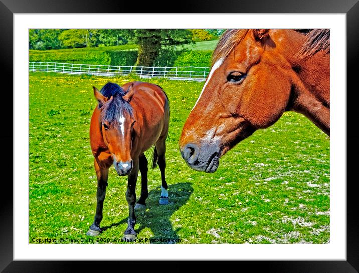 Mother and foal Framed Mounted Print by Frank Irwin