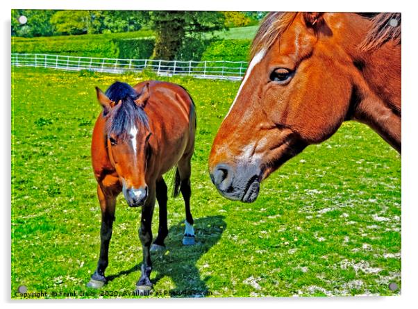 Mother and foal Acrylic by Frank Irwin