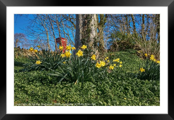 Welsh Daffodils Framed Mounted Print by Gordon Maclaren