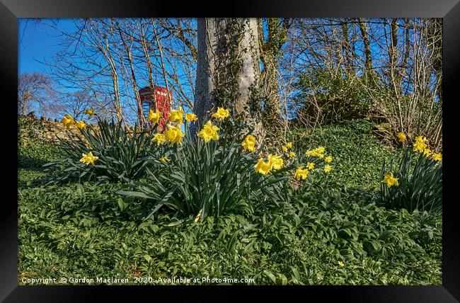 Welsh Daffodils Framed Print by Gordon Maclaren