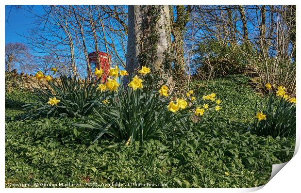 Welsh Daffodils Print by Gordon Maclaren