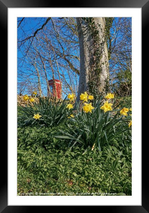 Welsh Daffodils 2 Framed Mounted Print by Gordon Maclaren