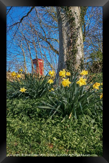 Welsh Daffodils 2 Framed Print by Gordon Maclaren
