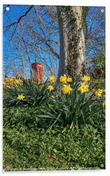 Welsh Daffodils 2 Acrylic by Gordon Maclaren