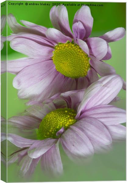 Delicate Pink Chrysanthemums Canvas Print by andrew blakey