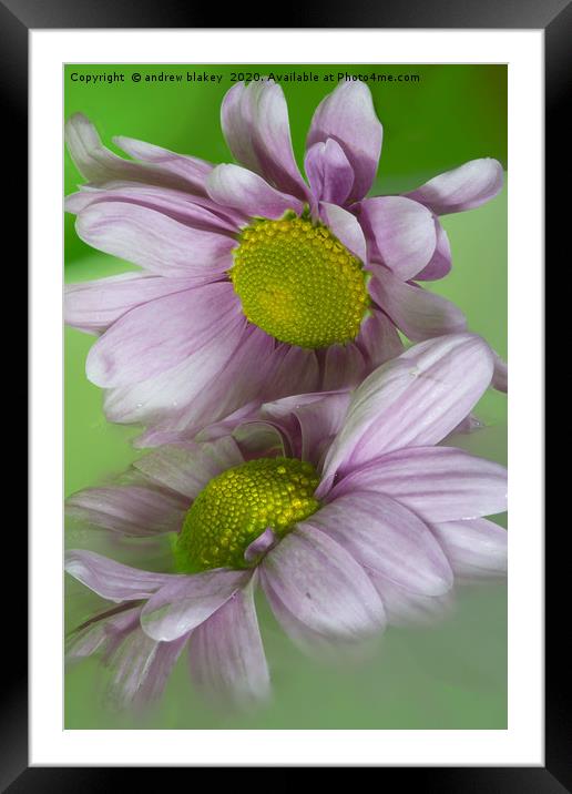 Delicate Pink Chrysanthemums Framed Mounted Print by andrew blakey
