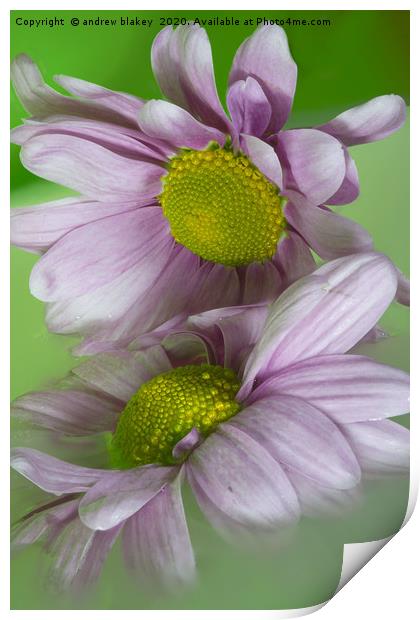 Delicate Pink Chrysanthemums Print by andrew blakey
