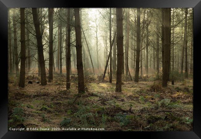 Forest mist Framed Print by Eddie Deane