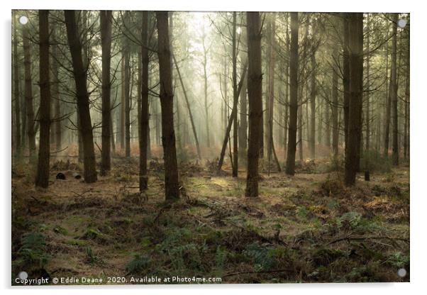 Forest mist Acrylic by Eddie Deane
