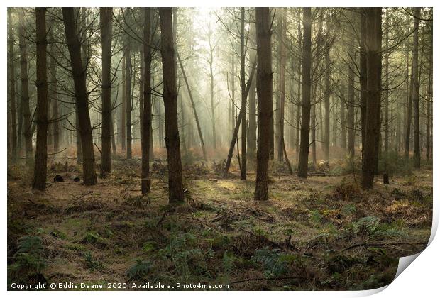 Forest mist Print by Eddie Deane