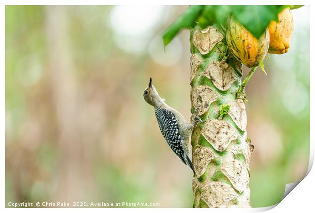 Red-crowned Woodpecker on papaya tree Print by Chris Rabe