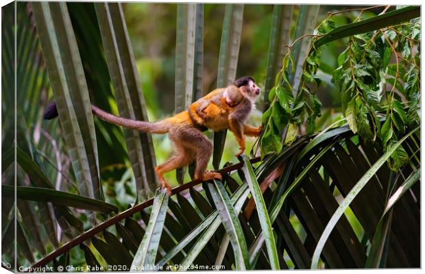 Common Squirrel Monkey  mother and baby  Canvas Print by Chris Rabe