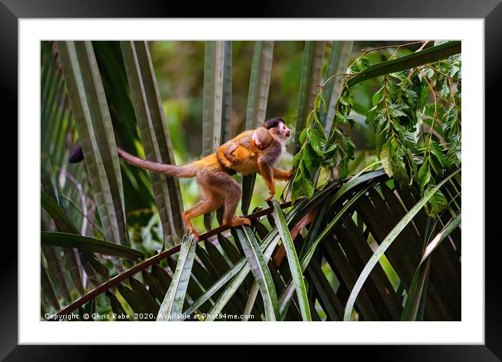 Common Squirrel Monkey  mother and baby  Framed Mounted Print by Chris Rabe