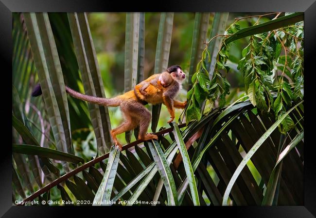 Common Squirrel Monkey  mother and baby  Framed Print by Chris Rabe