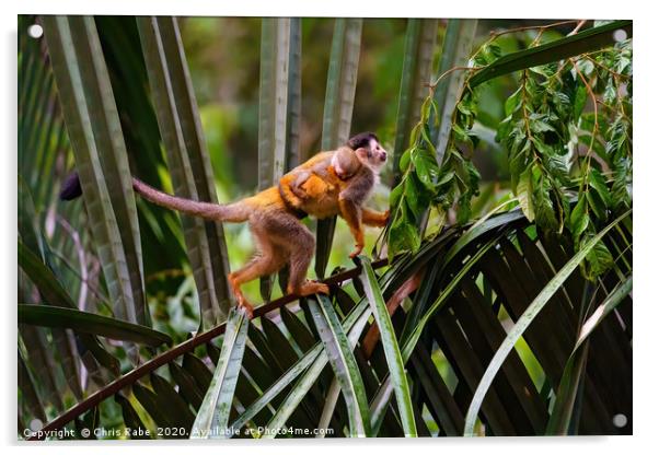 Common Squirrel Monkey  mother and baby  Acrylic by Chris Rabe