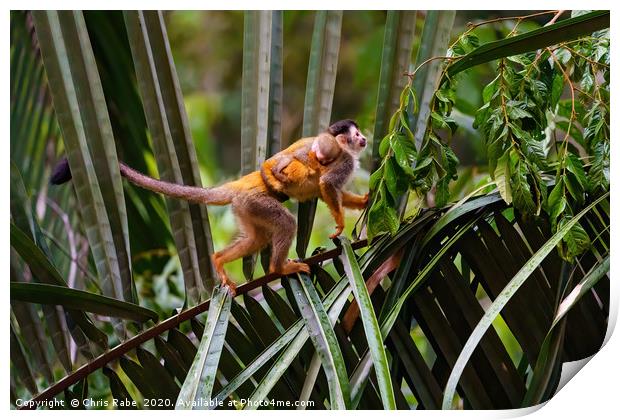 Common Squirrel Monkey  mother and baby  Print by Chris Rabe