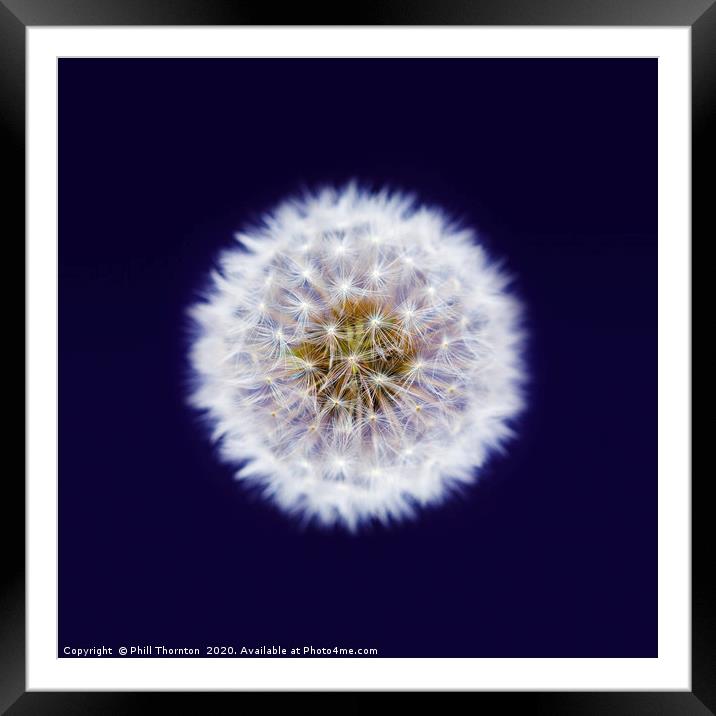 Isolated Dandelion seed head on a purple backgroun Framed Mounted Print by Phill Thornton