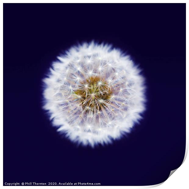 Isolated Dandelion seed head on a purple backgroun Print by Phill Thornton