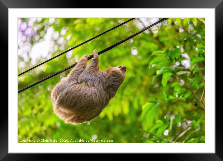 Two-Toed Sloths on phone line Framed Mounted Print by Chris Rabe