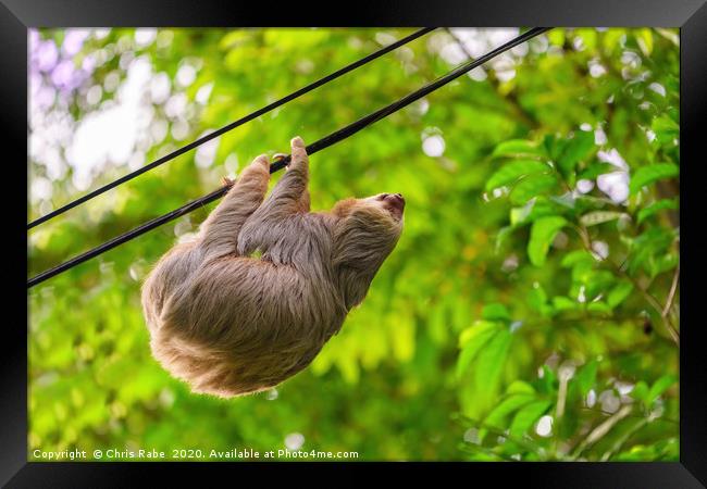 Two-Toed Sloths on phone line Framed Print by Chris Rabe