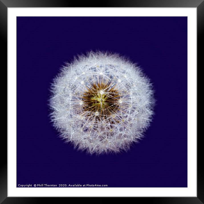 Isolated Dandelion seed head wioth dew drops Framed Mounted Print by Phill Thornton