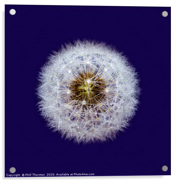 Isolated Dandelion seed head wioth dew drops Acrylic by Phill Thornton