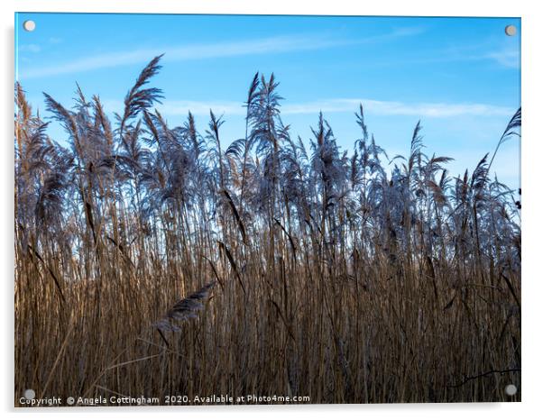 Amongst the Reeds Acrylic by Angela Cottingham