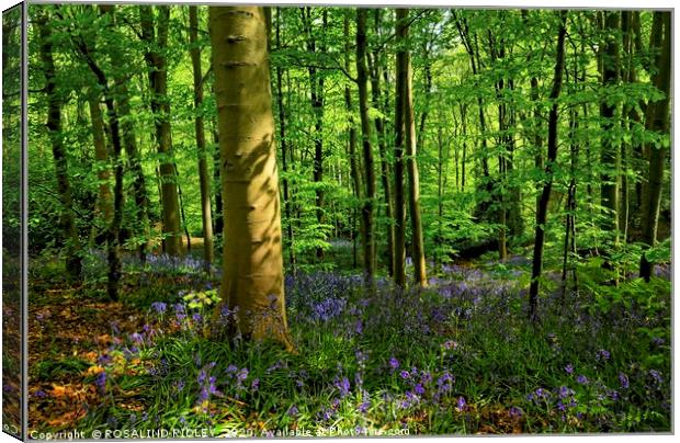 "Evening light in the bluebell wood" Canvas Print by ROS RIDLEY