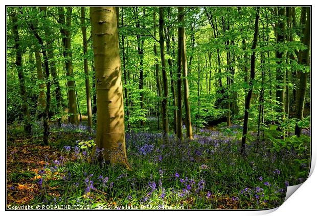 "Evening light in the bluebell wood" Print by ROS RIDLEY