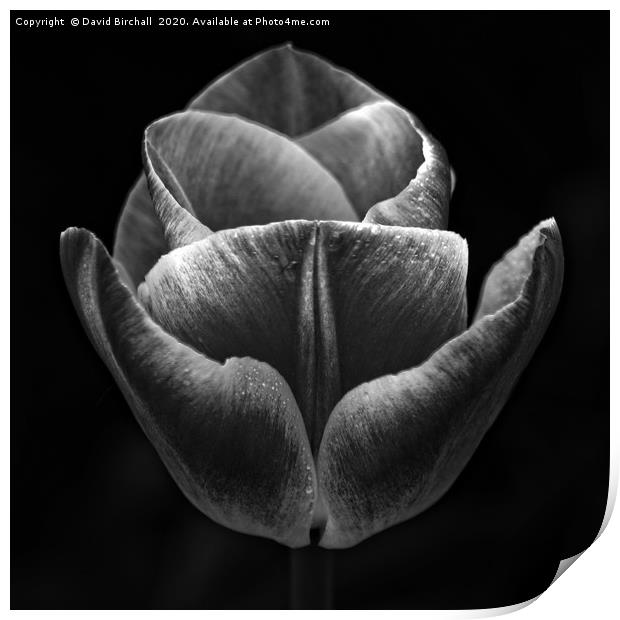 Dark Flower Print by David Birchall