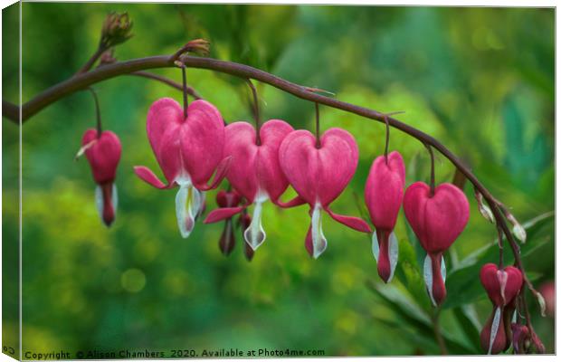Oh My Bleeding Heart Canvas Print by Alison Chambers