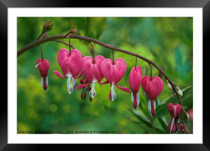 Oh My Bleeding Heart Framed Mounted Print by Alison Chambers