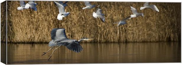 HERON IN FLIGHT Canvas Print by Anthony R Dudley (LRPS)