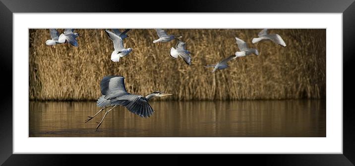 HERON IN FLIGHT Framed Mounted Print by Anthony R Dudley (LRPS)