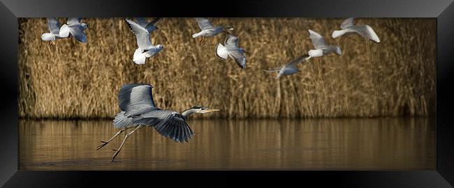 HERON IN FLIGHT Framed Print by Anthony R Dudley (LRPS)