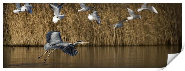 HERON IN FLIGHT Print by Anthony R Dudley (LRPS)