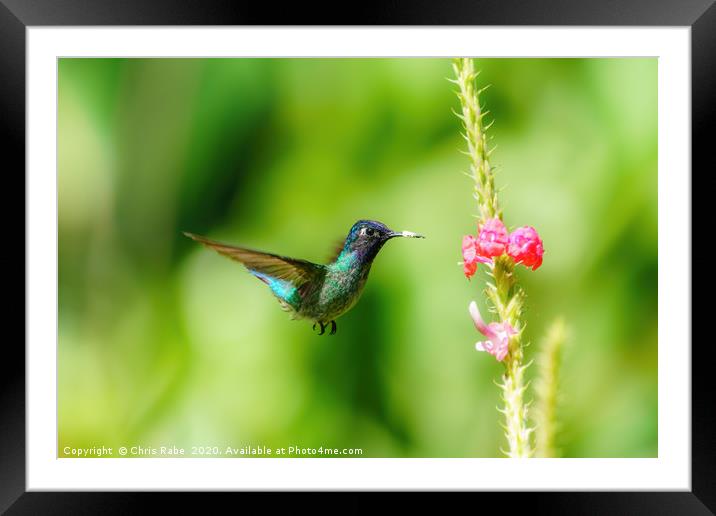 Purple-bibbed Whitetip hummingbird hovering Framed Mounted Print by Chris Rabe