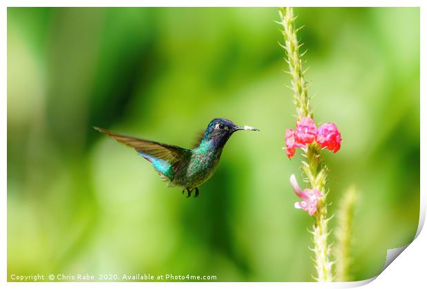 Purple-bibbed Whitetip hummingbird hovering Print by Chris Rabe